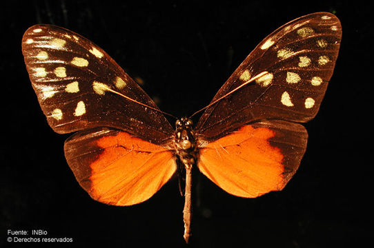 Image of <i>Callithomia <i>hezia</i></i> hezia Hewitson 1853