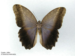 Image of <i>Caligo eurilochus sulanus</i> Fruhstorfer 1904