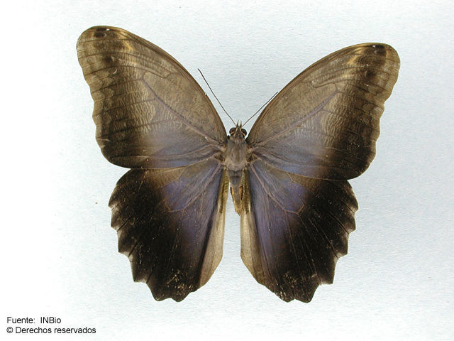 Imagem de <i>Caligo eurilochus sulanus</i> Fruhstorfer 1904