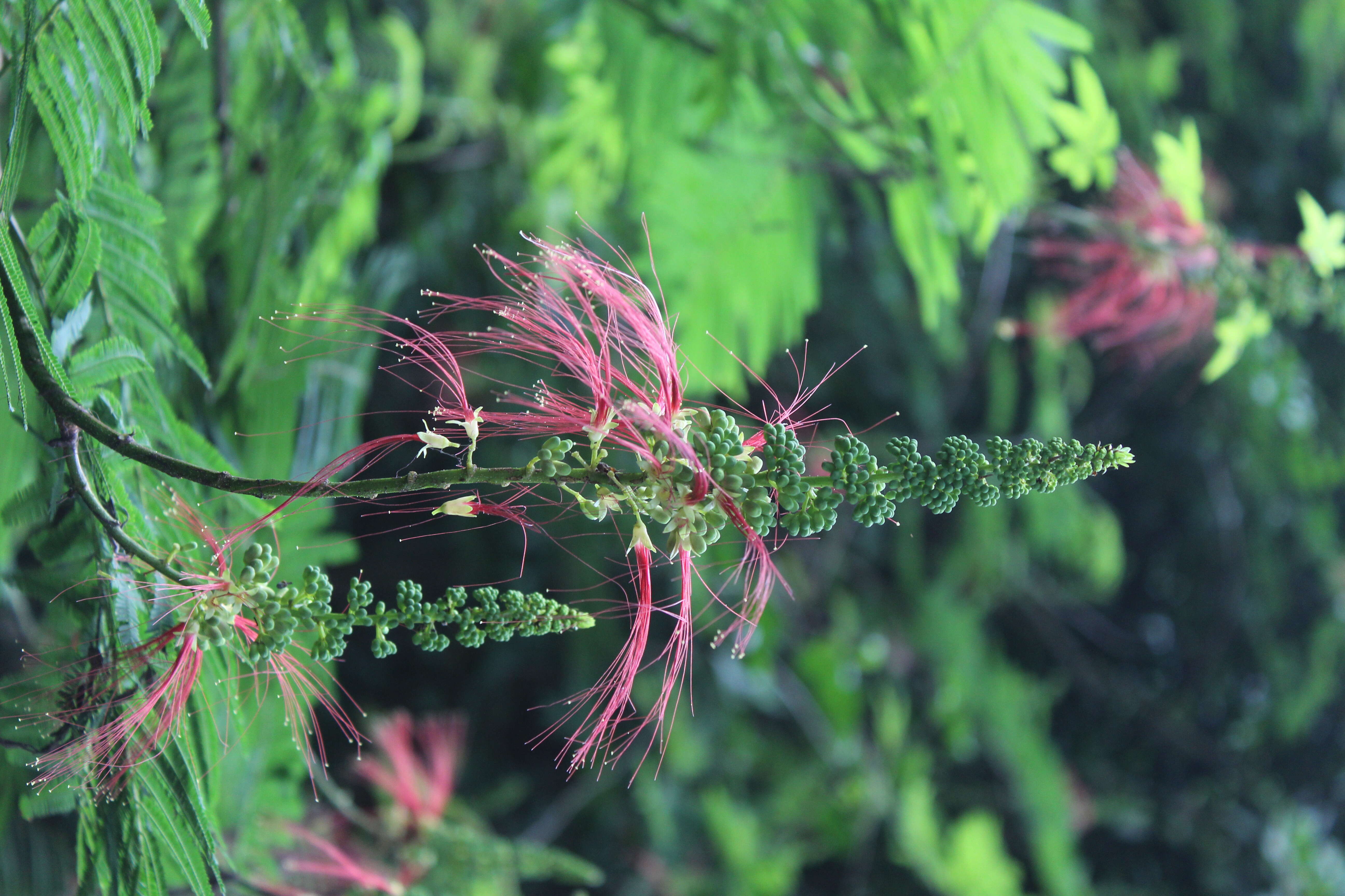 Image de Calliandra houstoniana (Mill.) Standl.