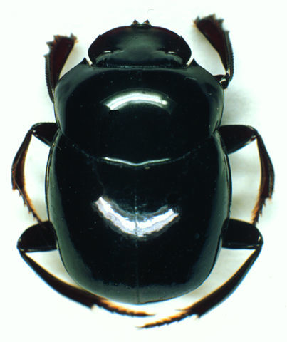 Image of <i>Canthon aequinoctialis</i> Harold 1868