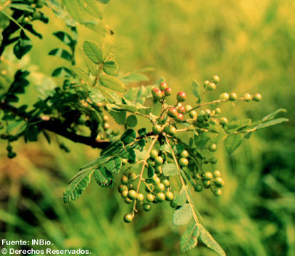 Imagem de Bursera tomentosa (Jacq.) Triana & Planch.