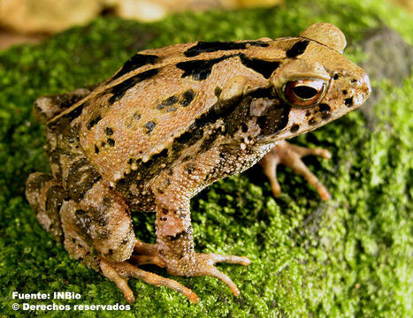 Image of Dark Green Toad