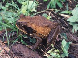 Image of Dark Green Toad