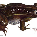 Image of Holdridge's Toad