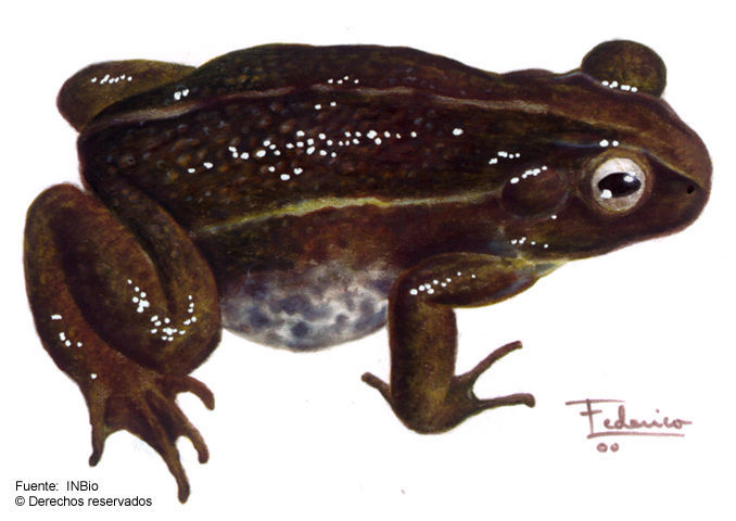 Image of Holdridge's Toad