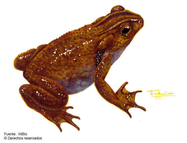 Image of Pico Blanco Toad
