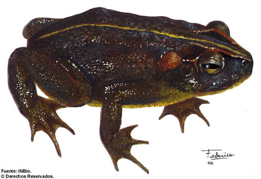 Image of Southern Round-gland Toad