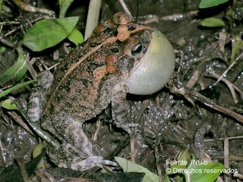 Image of Southern Round-gland Toad