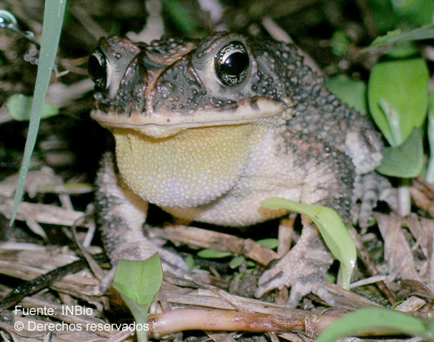 Image of Southern Round-gland Toad