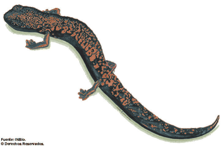 Image of La Palma Salamander