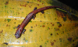 Image of La Palma Salamander