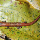Image of La Palma Salamander