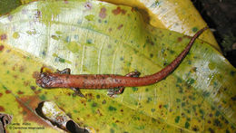 Image of La Palma Salamander