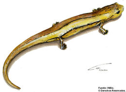 Imagem de Bolitoglossa striatula (Noble 1918)