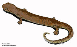 Image of Cocle Mushroomtongue Salamander