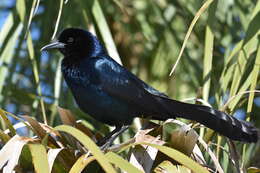 Image of Boat-tailed Grackle