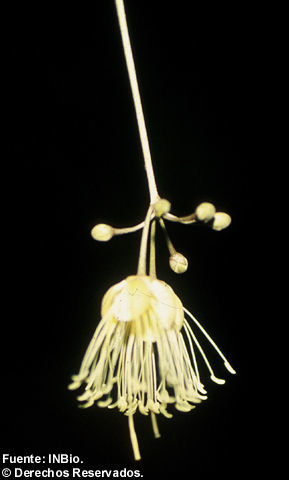 Image de <i>Capparis filipes</i> Donn. Sm.