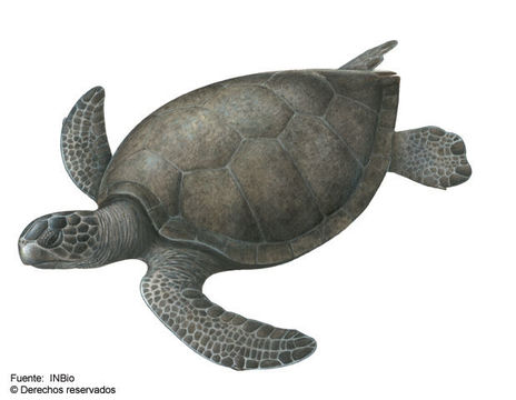 Image of Galápagos green turtle