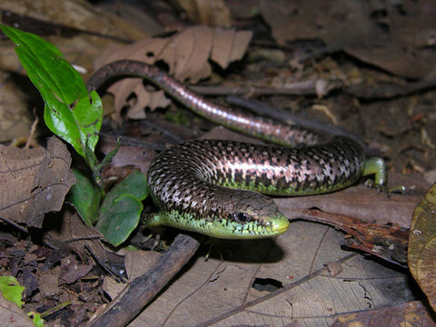 Image of Celestus cyanochloris Cope 1894