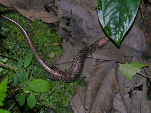 Image of Celestus cyanochloris Cope 1894