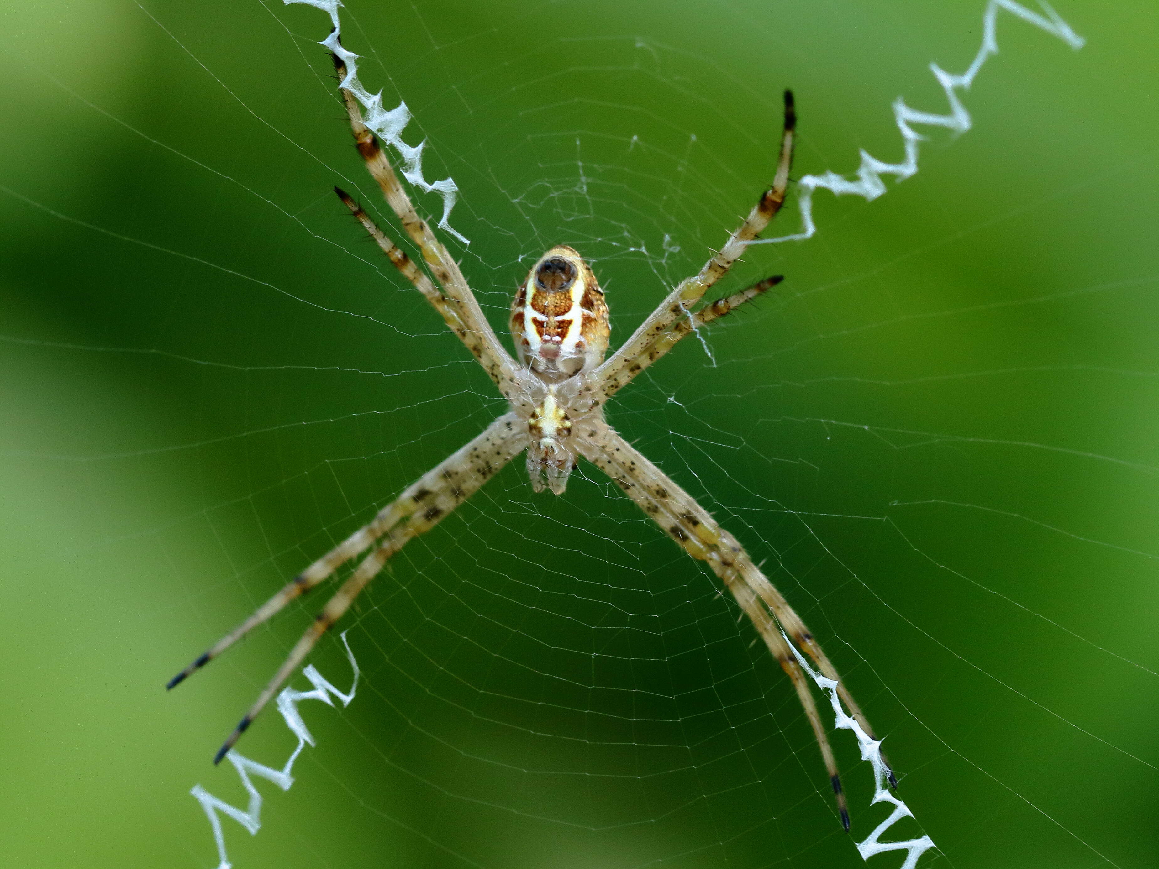 Image de Argiope magnifica L. Koch 1871