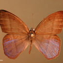 Слика од <i>Chloreuptychia arnaea</i> Fabricius 1777