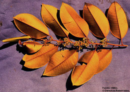 Image of chrysophyllum