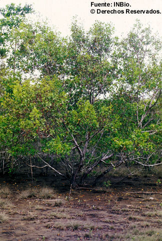 Image of button mangrove