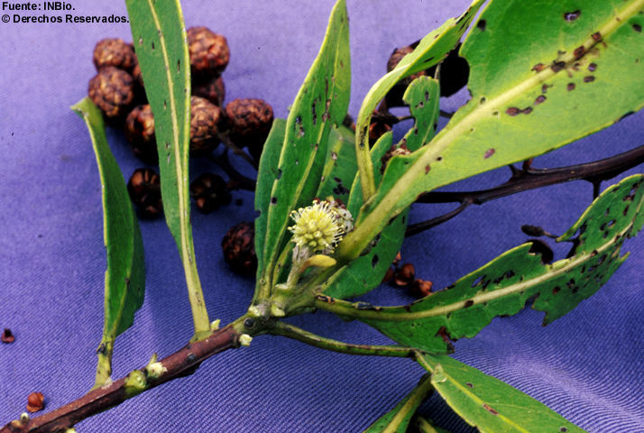 Image of button mangrove