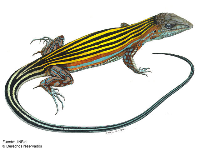 Image of <i>Cnemidophorus deppeii</i> Wiegmann 1834