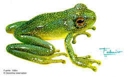 Image of Cochran glass frogs