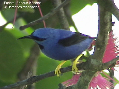 Image of Honeycreeper