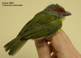 Image of Peppershrike