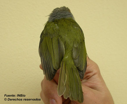 Image of Peppershrike