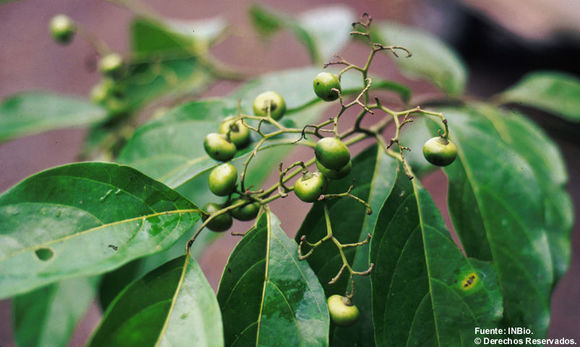 Слика од Cordia lucidula I. M. Johnst.