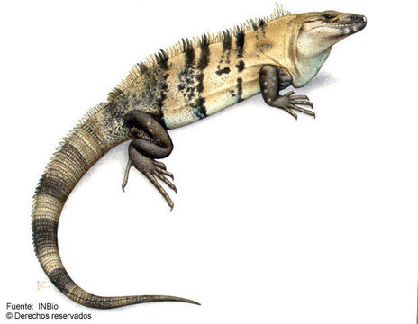 Image de Ctenosaura