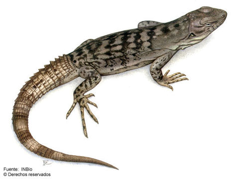 Image of Southern Honduran Spiny-tailed Iguana