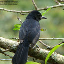 Image of Melodious Blackbird