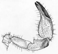 Image of Didymocentrus krausi Francke 1978