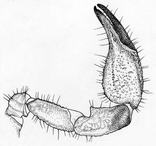 Image of Didymocentrus krausi Francke 1978