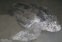 Image of leatherback turtles