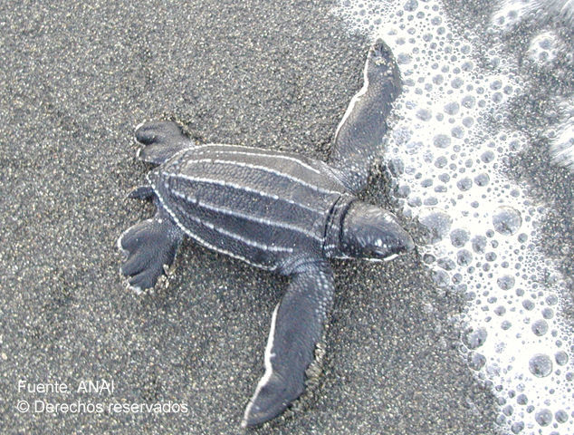 Image of leatherback turtles