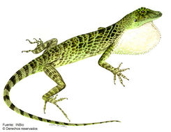 Image of Bridled Anole