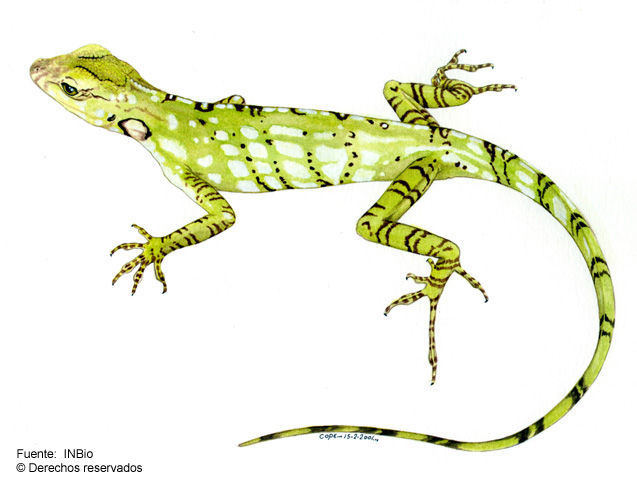 Image of Decorated Anole