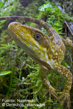 Sivun Anolis microtus Cope 1871 kuva