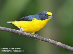 Image of Euphonia Desmarest 1806