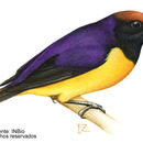 Image of Tawny-capped Euphonia