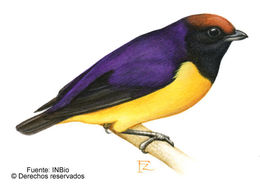 Image of Tawny-capped Euphonia