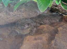 Image of Patagonia Frog